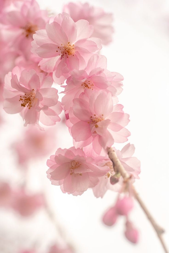 【桜・金運風水】サクラマネーヘアゴム*