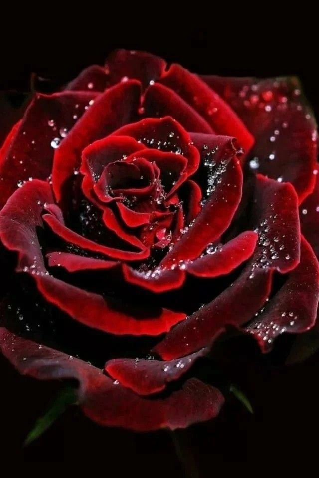 【怖いぐらい効く】あなたは私のものblack rose ring*