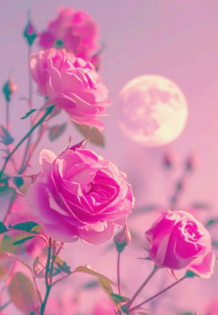 【本命】 No.3 ラ・ローズ・ルナ( La Rose Luna )