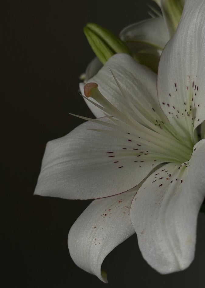 【ブロック解除】 No.4 ヘラ・リリー( Hera Lily )