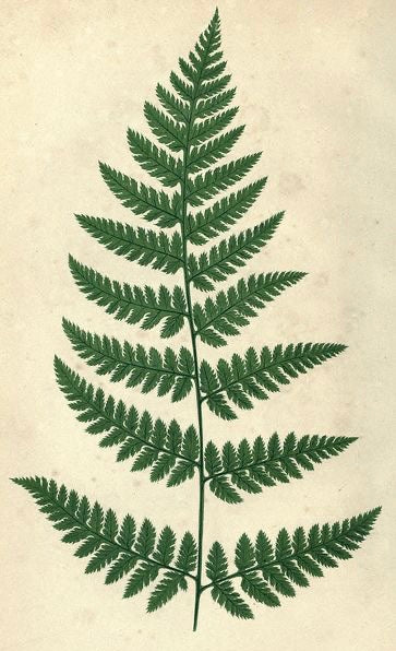 【スーパームーン】[金運UP] シダ・インセンス(コーンタイプのお香)*