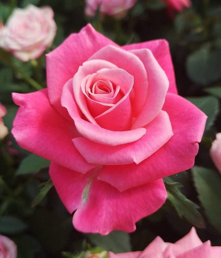 【怖いぐらい効く】[最強モテ]あなたは私のものred rose ring*