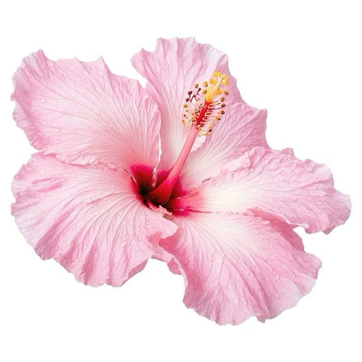 [夏の恋] Hibiscus Beach(ハイビスカス・ビーチ)