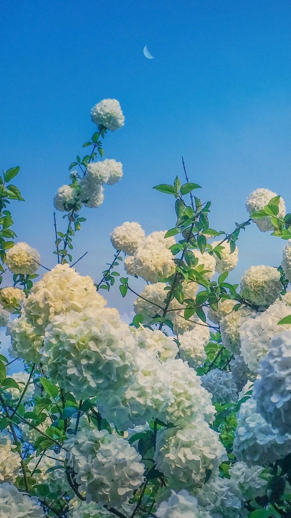 【2024年の夏の金運アップ願掛け】紫陽花(あじさい)のおまじない