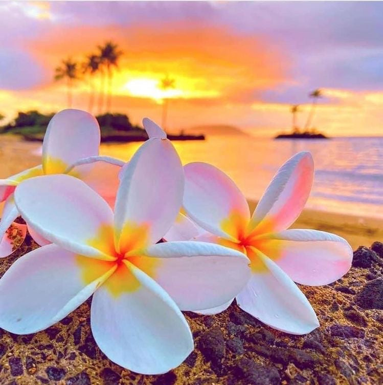 【最高の引き寄せ】ハワイのホ・オポノポノインセンス(お香)